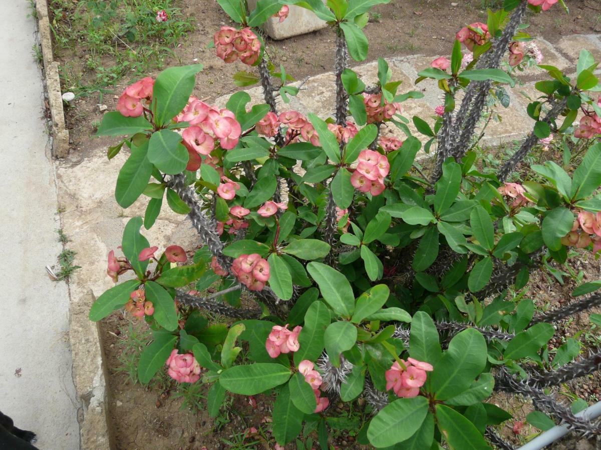 Villa Yucca Авола Екстериор снимка